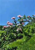 بهار رنگ‌ارنگ اردبیل؛ از دامنه‌های سبلان تا وسعت گل‌زارهای حیران