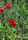 بهار رنگ‌ارنگ اردبیل؛ از دامنه‌های سبلان تا وسعت گل‌زارهای حیران