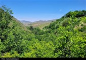 بهار رنگ‌ارنگ اردبیل؛ از دامنه‌های سبلان تا وسعت گل‌زارهای حیران
