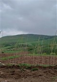 بهار رنگ‌ارنگ اردبیل؛ از دامنه‌های سبلان تا وسعت گل‌زارهای حیران
