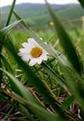 بهار رنگ‌ارنگ اردبیل؛ از دامنه‌های سبلان تا وسعت گل‌زارهای حیران