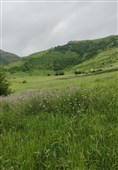 بهار رنگ‌ارنگ اردبیل؛ از دامنه‌های سبلان تا وسعت گل‌زارهای حیران