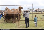 کوچِ عشایرِ دلاورِ دشتِ مغان؛ تماشای ماندگاری از جنسِ صبوری
