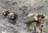 قاچاقچی چوب آلات جنگلی خلخال دستگیر شد