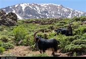 عشایر بختیاری در شهرستان الیگودرز