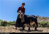 عشایر بختیاری در شهرستان الیگودرز