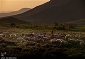 عشایر بختیاری در شهرستان الیگودرز