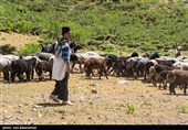  در این قاب‌ها، زندگی با تقسیم کاری نانوشته اما موازی جریان دارد؛ جایی که مردان مظهر استقامت کوهستان‌اند و زنان، فراتر از نقش‌های سنتی خانه، دوشادوش آن‌ها بار سنگین امورات ایل را به دوش می‌کشند.