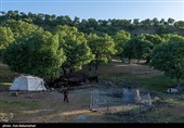 عشایر بختیاری در شهرستان الیگودرز
