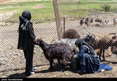 عکس‌های پیش رو، علاوه بر ثبت آداب و رسوم اصیل این طوایف، به تصویر کشیدن نقشی است که زنان ایفا می‌کنند؛ شیرزنانی که مرزهای مرسوم خانه‌داری را جابه‌جا کرده و در تمام امورات سختِ بیرون از چادر، پا به پای مردان ایستاده‌اند تا اصالت و پویایی ایل در این جغرافیای خشن حفظ شود.