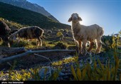 عشایر بختیاری در شهرستان الیگودرز