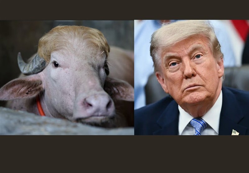 ‘Donald Trump’ Buffalo Becomes Eid al-Adha Sensation