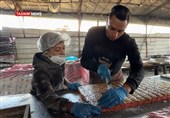 حلوى الصمود: سفیان الریفی یصنع الأمل من رماد الحرب