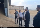 3 مرکز خرید تضمینی گندم در کهگیلویه فعال است