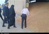 3 مرکز خرید تضمینی گندم در کهگیلویه فعال است