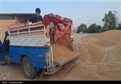 3 مرکز خرید تضمینی گندم در کهگیلویه فعال است