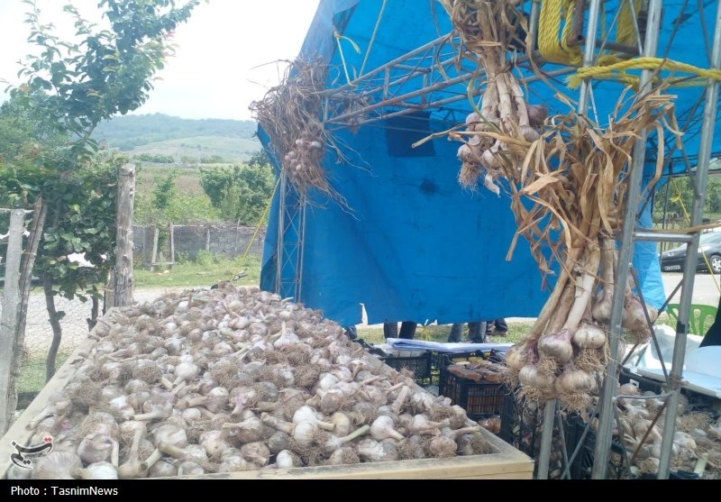 اخبار استان مازندران , اخبار ساری , 
