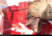 ذبح قربانی در مسجد جامع گلشن