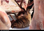 ذبح قربانی در مسجد جامع گلشن