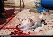 ذبح قربانی در مسجد جامع گلشن