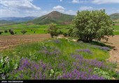 دشت گل‌های بنفش منطقه گریت خرم آباد