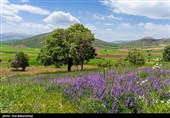 دشت گل‌های بنفش منطقه گریت خرم آباد