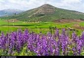 دشت گل‌های بنفش منطقه گریت خرم آباد