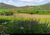دشت گل‌های بنفش منطقه گریت خرم آباد