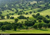 دشت گل‌های بنفش منطقه گریت خرم آباد