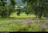 دشت گل‌های بنفش منطقه گریت خرم آباد