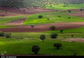 دشت گل‌های بنفش منطقه گریت خرم آباد