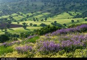دشت گل‌های بنفش منطقه گریت خرم آباد