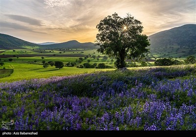 Purple Flower Fields Bloom in Iran’s Gerit Region
