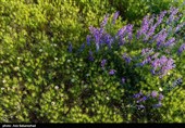 دشت گل‌های بنفش منطقه گریت خرم آباد