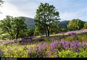 دشت گل‌های بنفش منطقه گریت خرم آباد