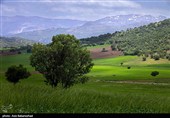 دشت گل‌های بنفش منطقه گریت خرم آباد