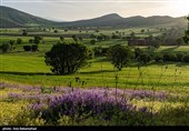 دشت گل‌های بنفش منطقه گریت خرم آباد