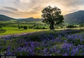 Равнина фиолетовых цветов в районе Герит (Хоррамабад)