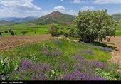 Равнина фиолетовых цветов в районе Герит (Хоррамабад)