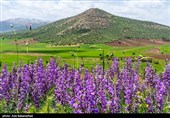 Равнина фиолетовых цветов в районе Герит (Хоррамабад)