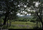 Равнина фиолетовых цветов в районе Герит (Хоррамабад)
