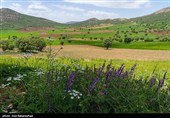 Равнина фиолетовых цветов в районе Герит (Хоррамабад)