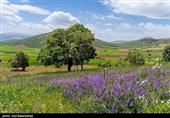Равнина фиолетовых цветов в районе Герит (Хоррамабад)
