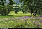 Равнина фиолетовых цветов в районе Герит (Хоррамабад)