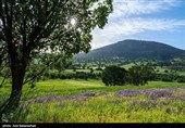 Равнина фиолетовых цветов в районе Герит (Хоррамабад)