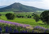 Равнина фиолетовых цветов в районе Герит (Хоррамабад)
