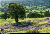 Равнина фиолетовых цветов в районе Герит (Хоррамабад)