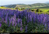 Равнина фиолетовых цветов в районе Герит (Хоррамабад)