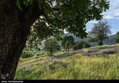 Равнина фиолетовых цветов в районе Герит (Хоррамабад)