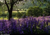 Равнина фиолетовых цветов в районе Герит (Хоррамабад)